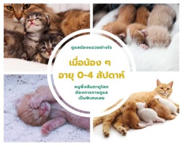 Cattoda - การดูแลลูกแมว แรกเกิด 0-4 สัปดาห์