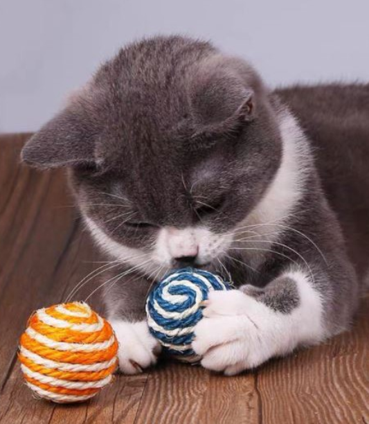 ของเล่นแมว Cattoda