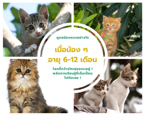 วิธีการดูแลลูกแมว ในช่วงอายุ 6-12 เดือน