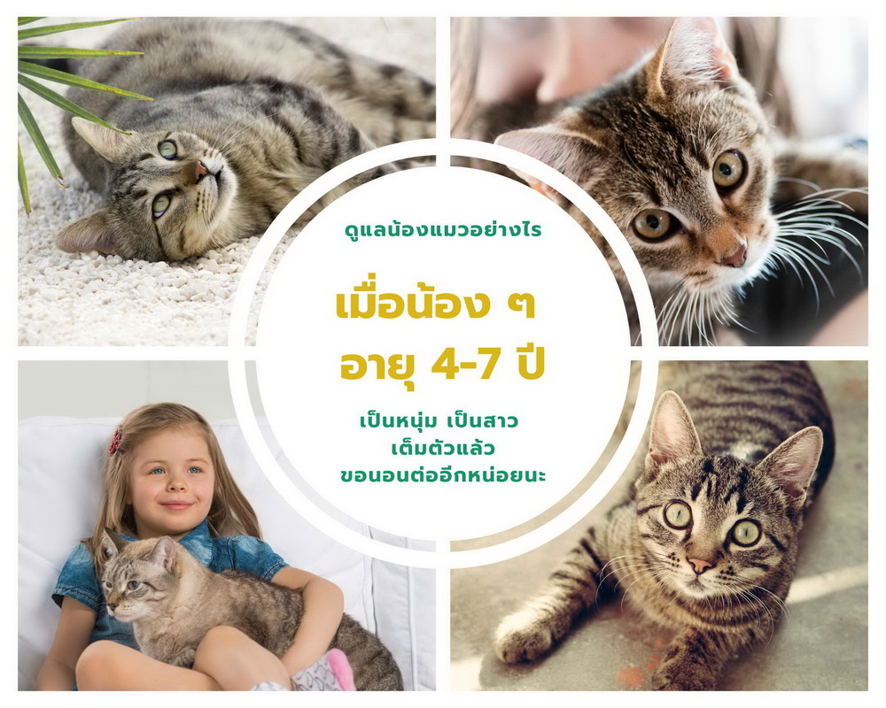 วิธีการดูแลแมว ช่วงอายุ 4-7 ปี : ฉบับสมบูรณ์