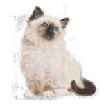 Royal Canin เบอร์ 3 : Kitten อาหารแมว อาหารเม็ด ลูกแมว แมวเด็ก ระยะที่ 3 - Image 3