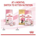 Royal Canin เบอร์ 2 : Mother & Babycat อาหารแมว อาหารเม็ดจิ๋ว แมวเด็ก ลูกแมว ระยะที่ 2 - Image 4
